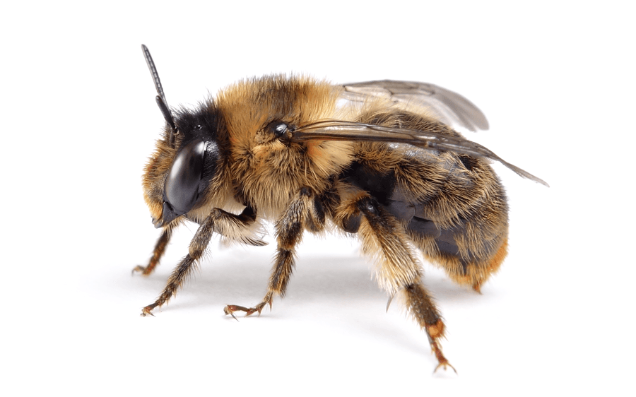 Anthophora Furcata