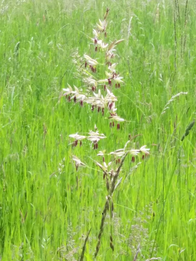 Flaumiger Wiesenhafer blühend in grüner Wiese
