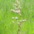 Flaumiger Wiesenhafer