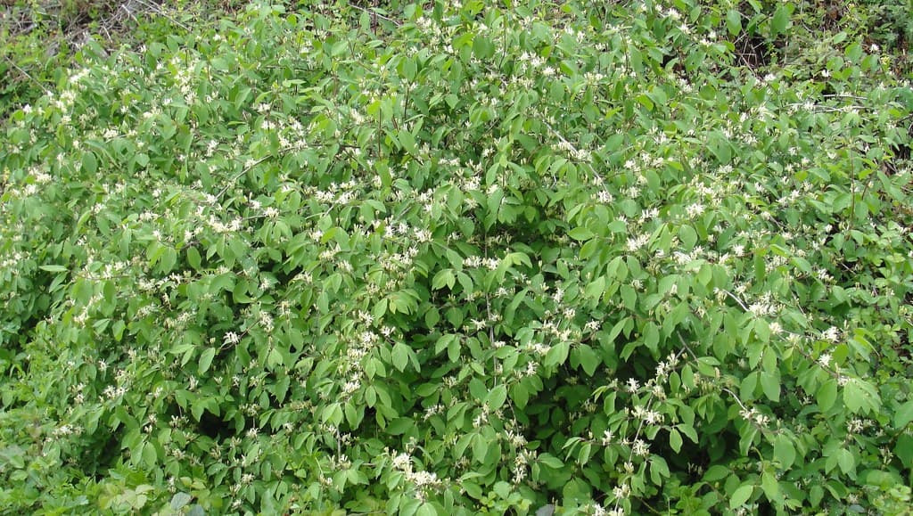 Gartengeissblatt Habitus