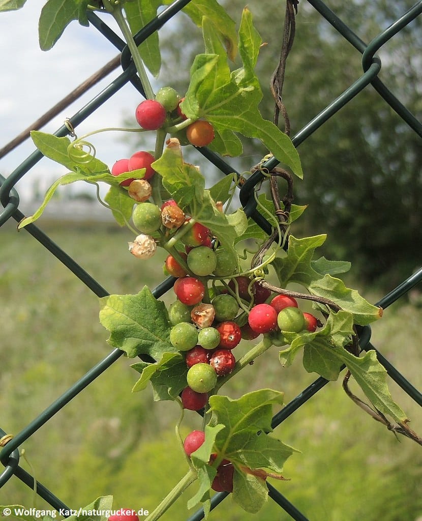 Rotfrüchtige Zaunrübe mit roten und grünen Früchten