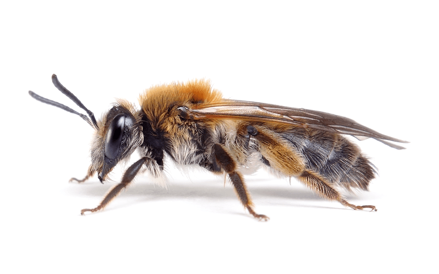Andrena Helvola