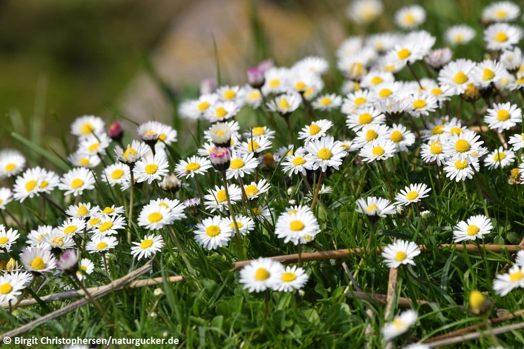 Gänseblümchen in voller Blüte auf Frühjahrswiese
