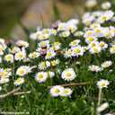 Gänseblümchen