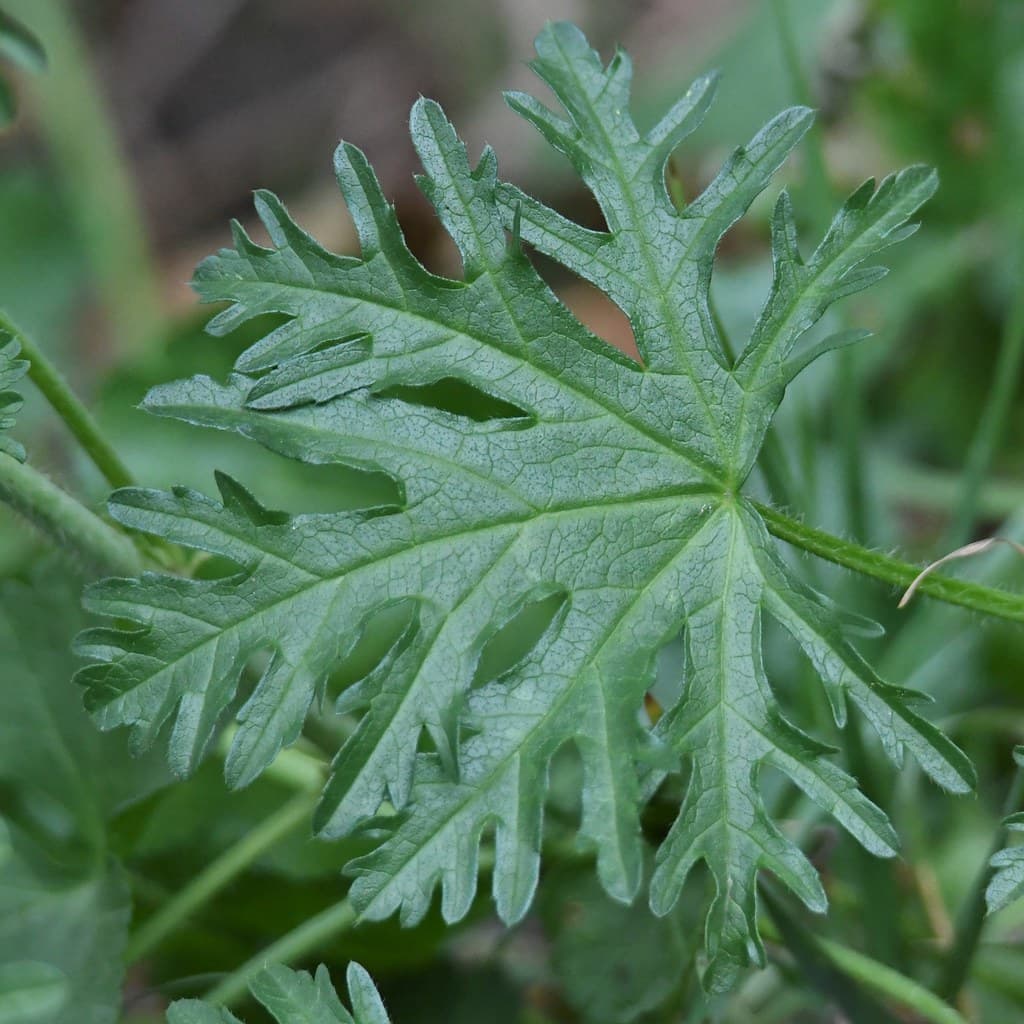 Moschus Malve Blatt