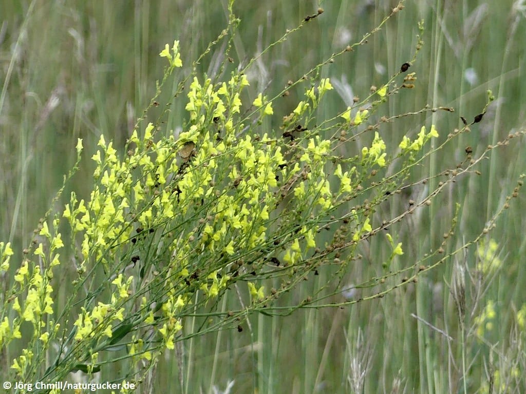 Ginster-Leinkraut in Blüte mit Insektenbesuch