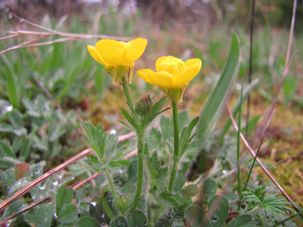 Knolliger Hahnenfuß mit gelben Blüten