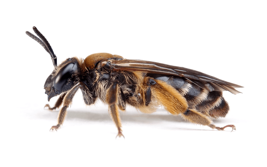 Andrena Curvungula