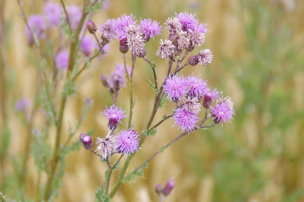 Acker-Kratzdistel mit violetten Blütenköpfen