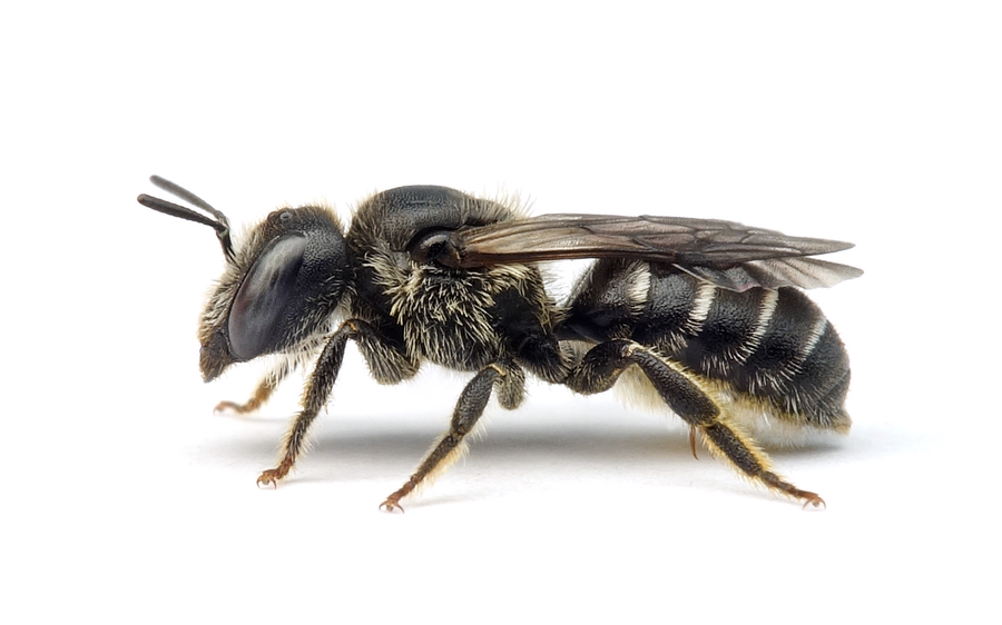 Hoplitis claviventris