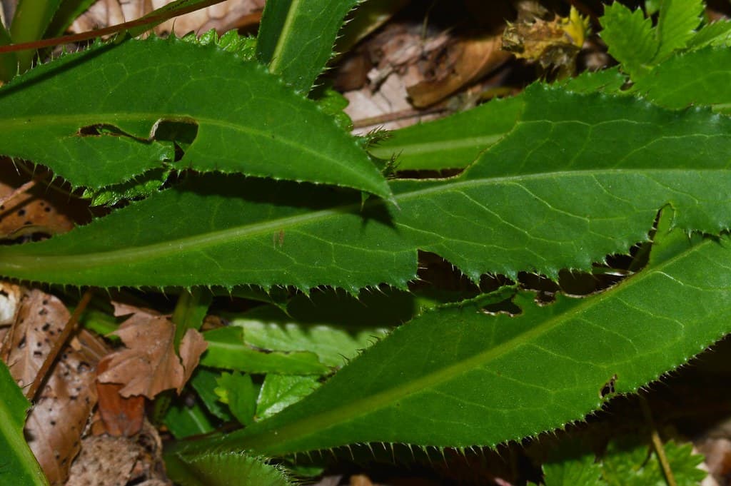 Berg Distel Blatt