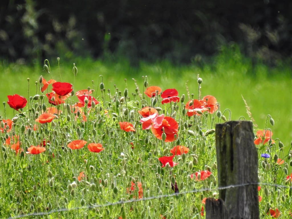 Saat-Mohn in voller Blüte auf grüner Wiese
