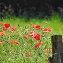Saat-Mohn