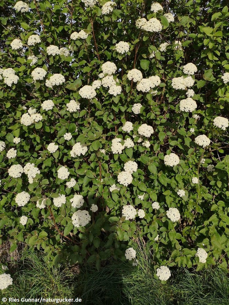 Wolliger Schneeball in voller Blüte mit weißen Blütentrugdolden