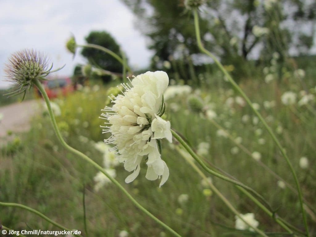 Gelbe Skabiose in voller Blüte auf der Wiese