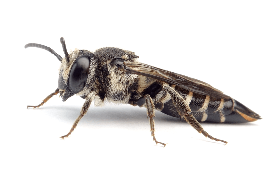 Coelioxys Aurolimbata