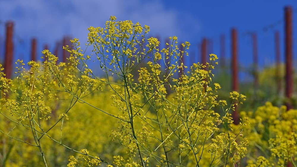Bleicher Schöterich in voller Blüte mit Industriehintergrund