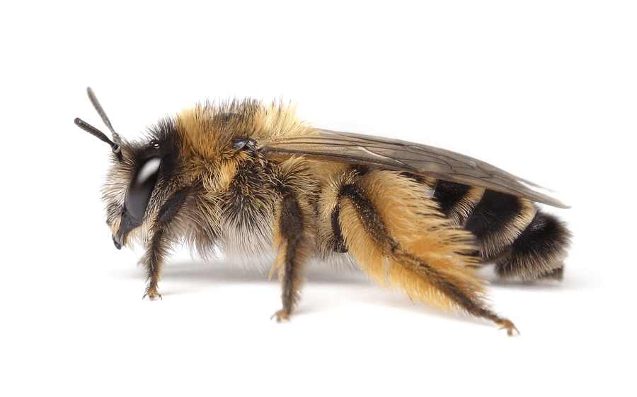 Dasypoda Hirtipes