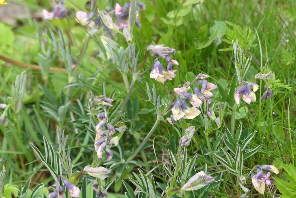 Wald-Wicke in Blüte mit violetten Blüten