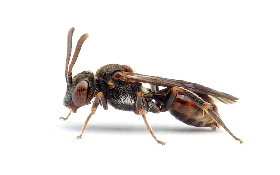 Nomada distinguenda