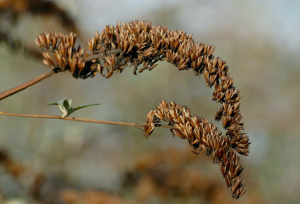 Schmetterlingsflieder Frucht