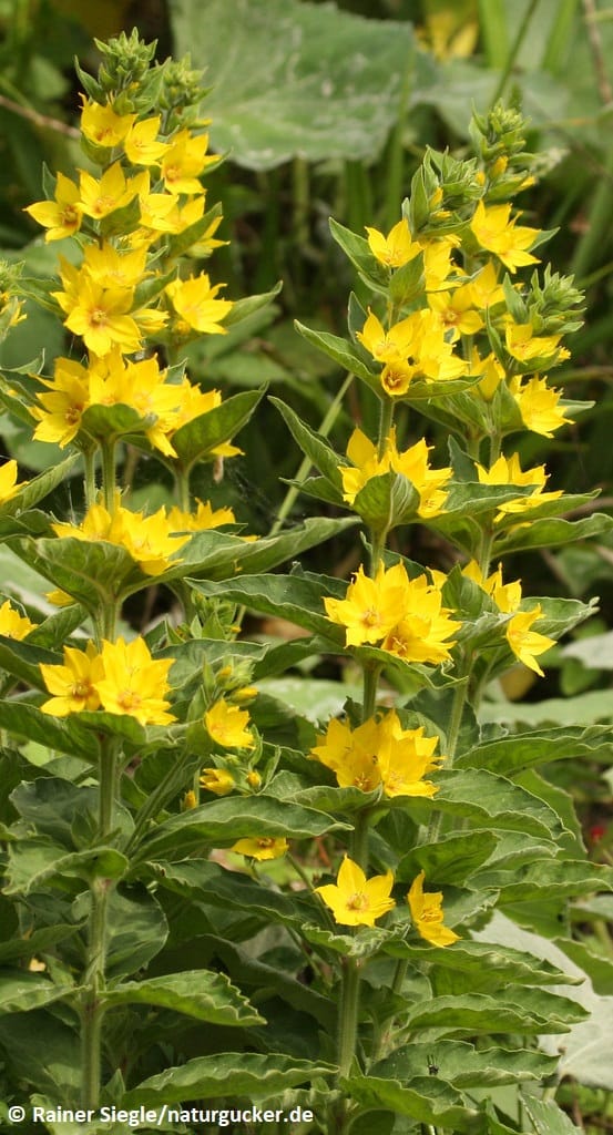 Punktierter Gilbweiderich in voller Blüte