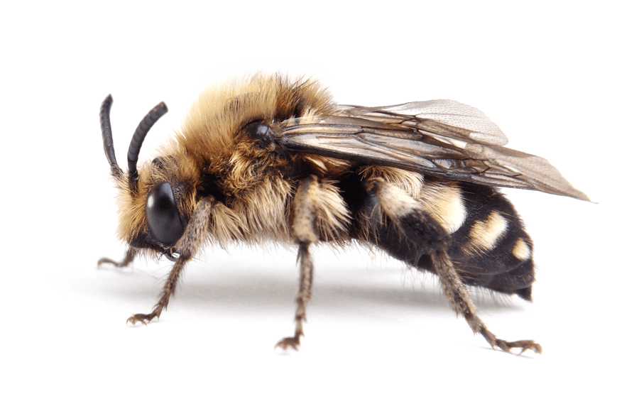 Melecta Albifrons