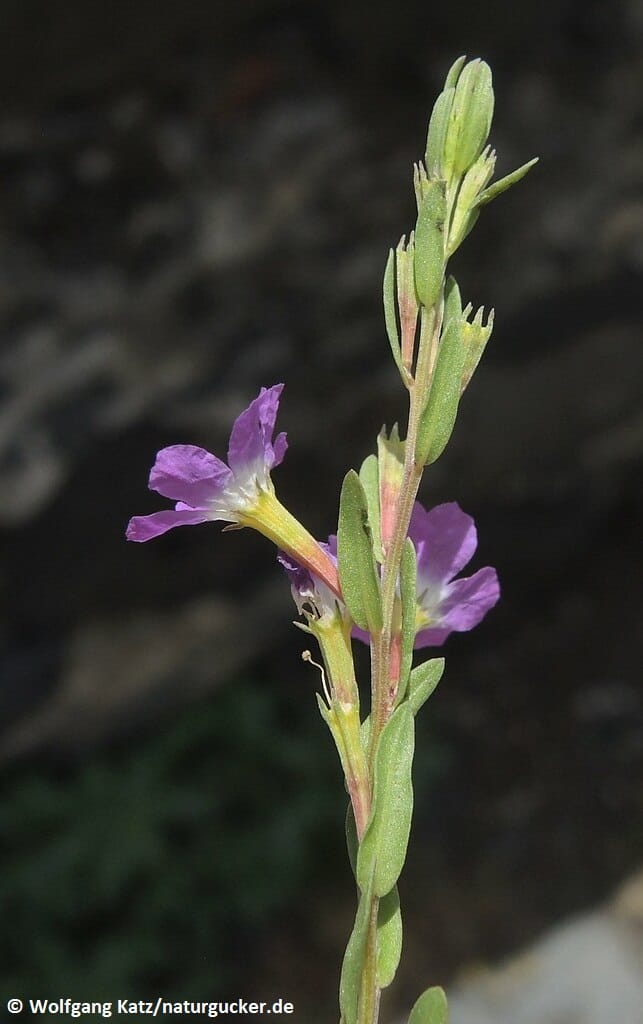 Ysopweiderich mit violetten Blüten und Knospen