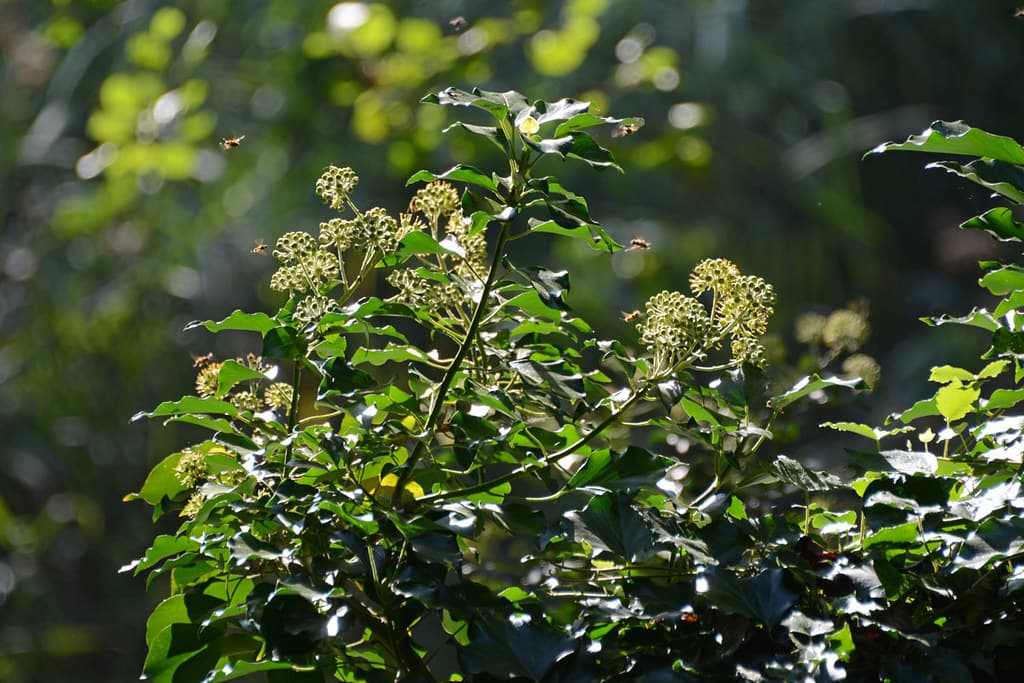 Efeu mit grünlich-gelben Blütenständen im Sonnenlicht