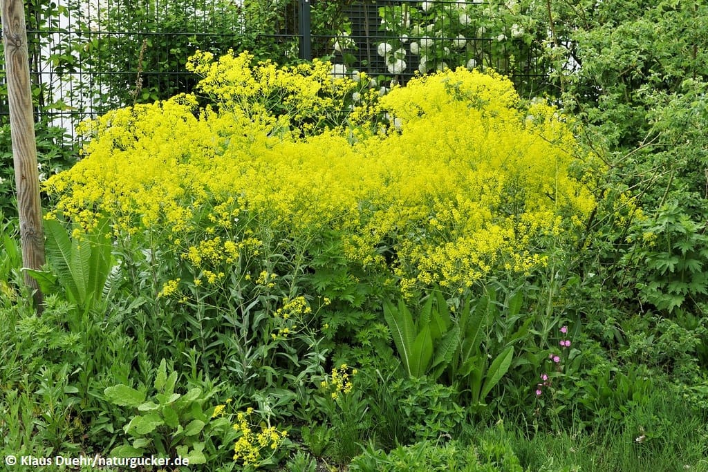 Färberwaid in voller Blüte mit gelben Blütenständen