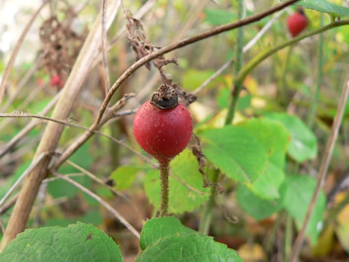 Essigrose Frucht