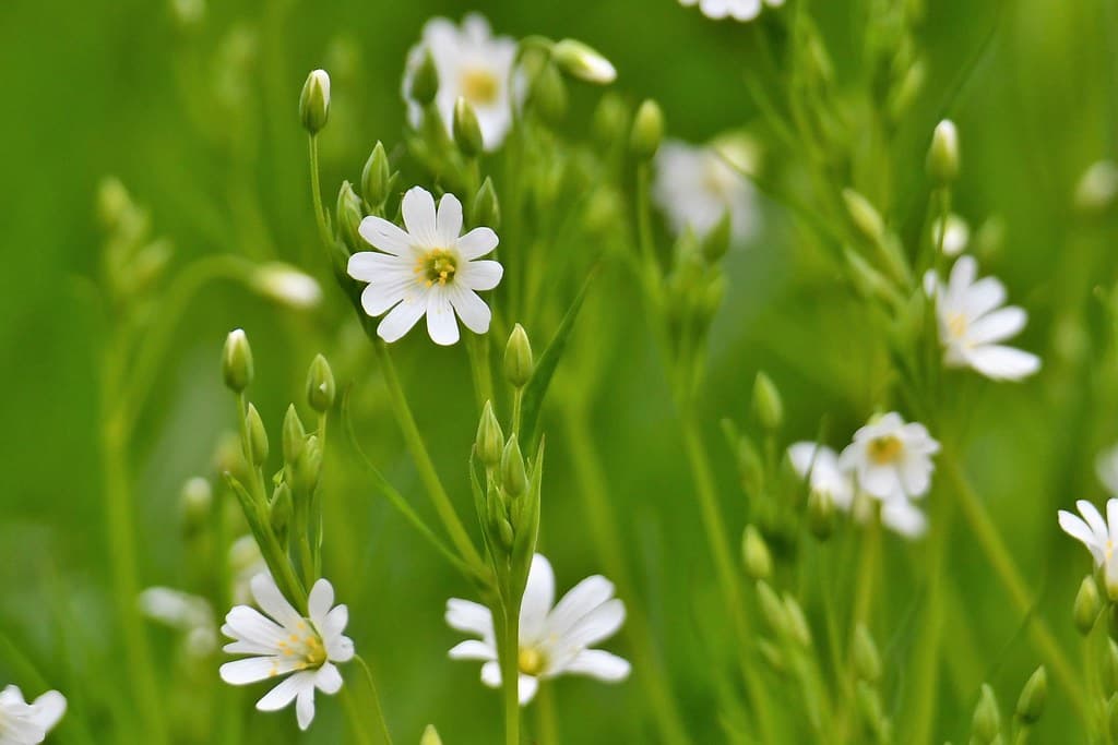 Große Sternmiere mit weißen Blüten im Gras