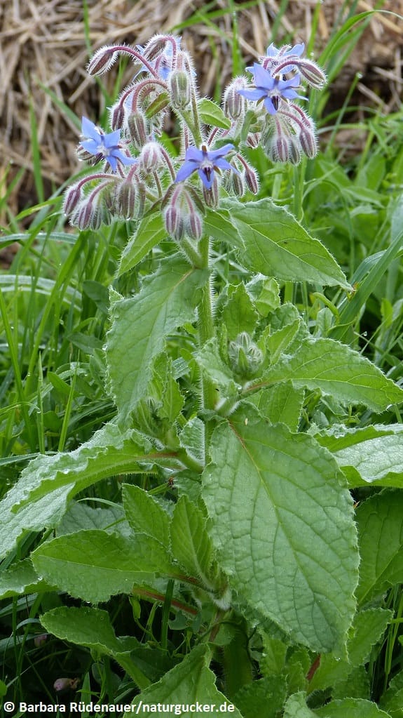 Borretsch mit blauen Blüten und behaarten Stängeln