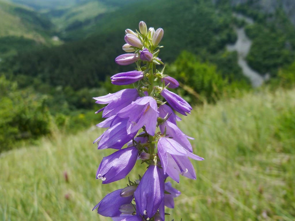 Filz Glockenblume Bluete