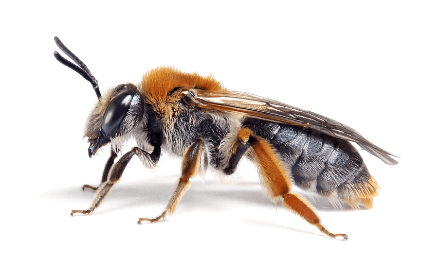 Andrena Haemorrhoa