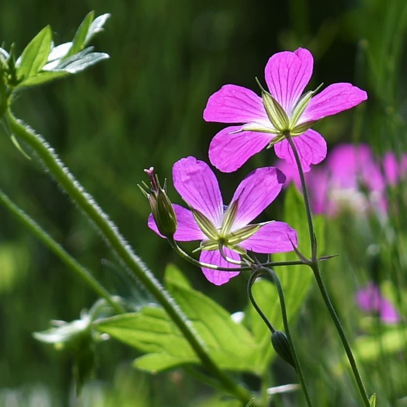Sumpf-Storchschnabel mit magentafarbenen Blüten