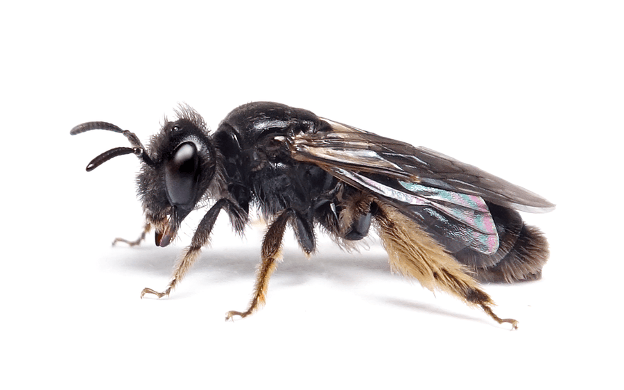 Panurgus Calcaratus
