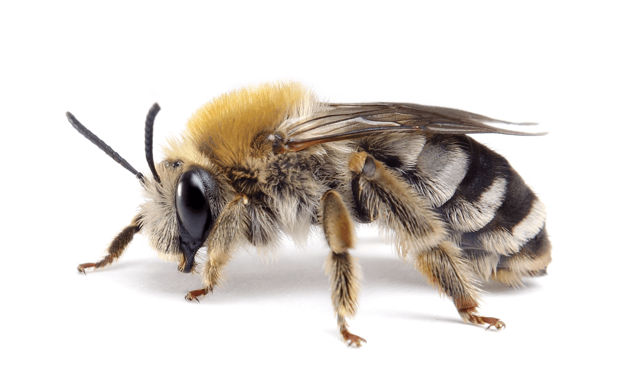Eucera Nigrescens