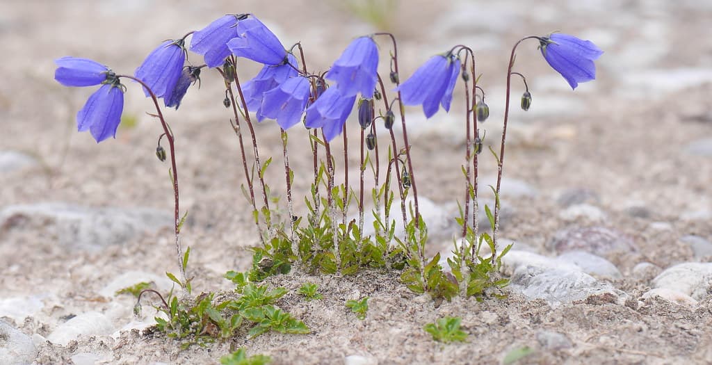 Zwerg-Glockenblume in voller Blüte auf steinigem Untergrund