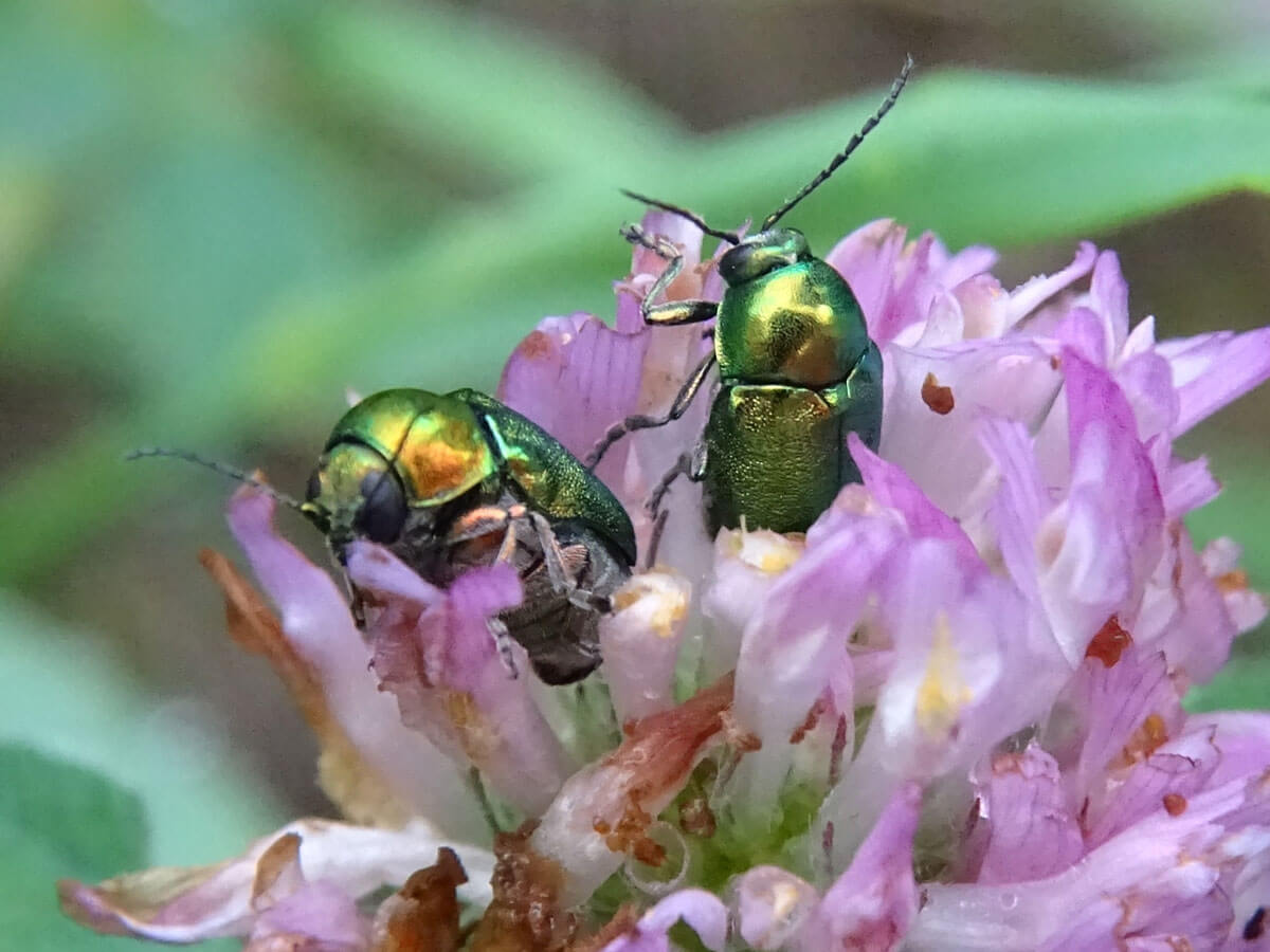 Zwei Seidige Fallkäfer auf rosa Blüten