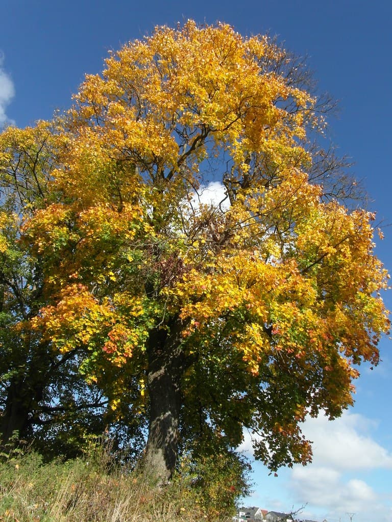 Berg-Ahorn im Herbstgewand mit leuchtend gelben Blättern