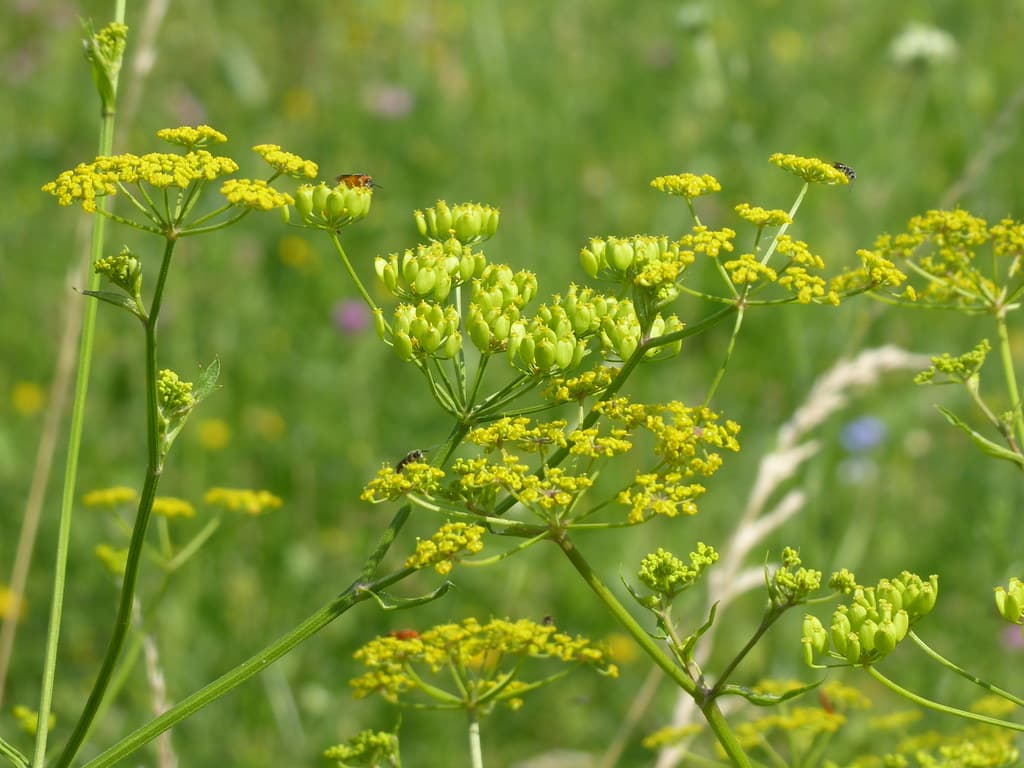 Pastinak mit Blütenständen und Insekten