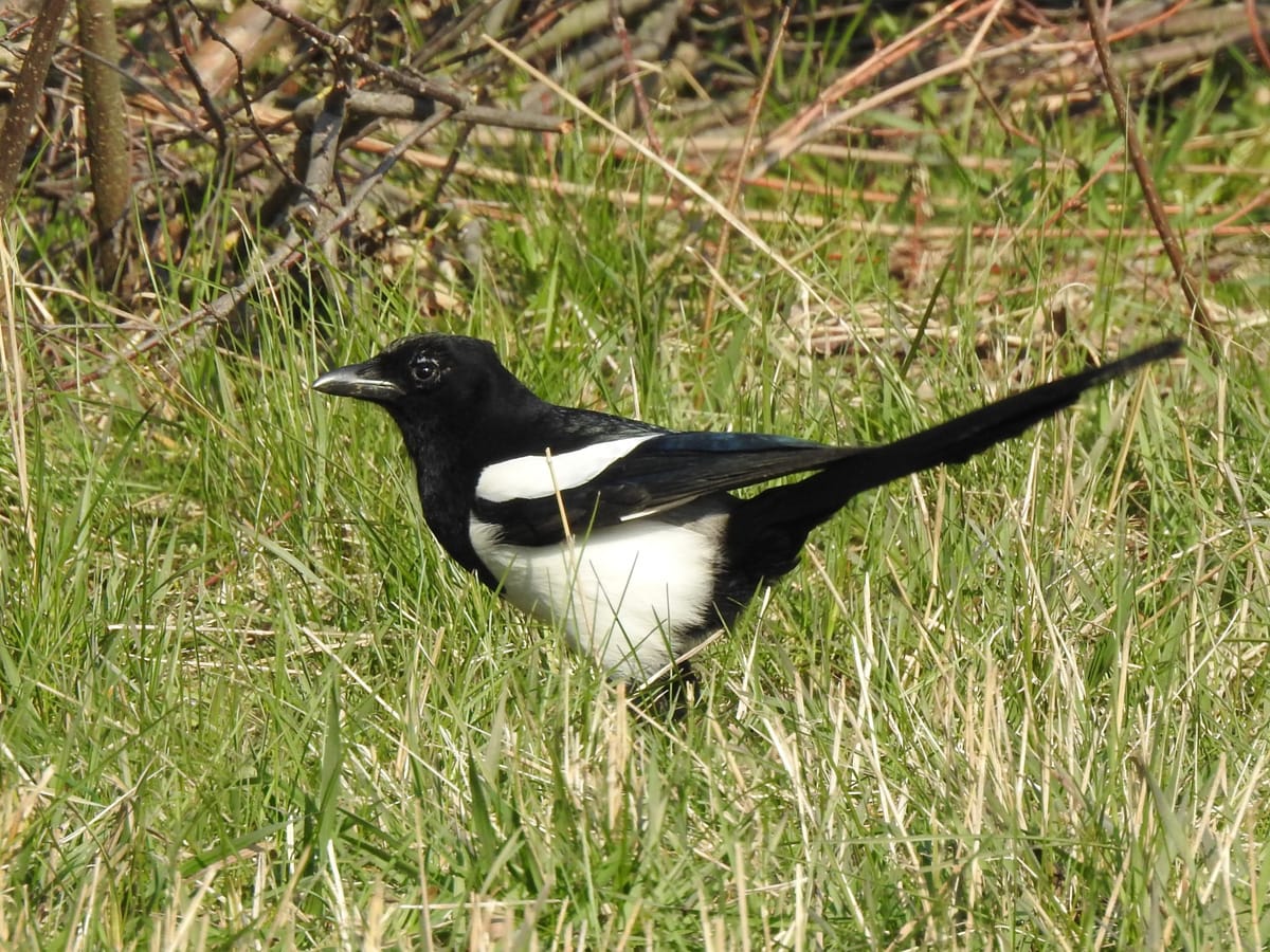 Elster auf Nahrungssuche im Gras