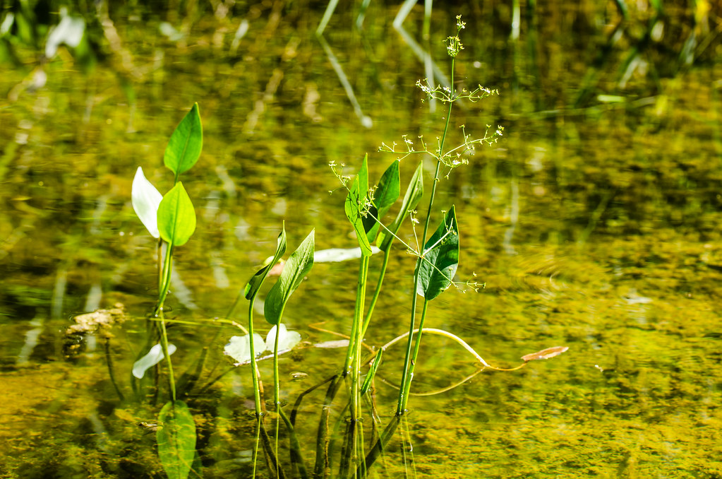 Alisma Plantago Aquatica