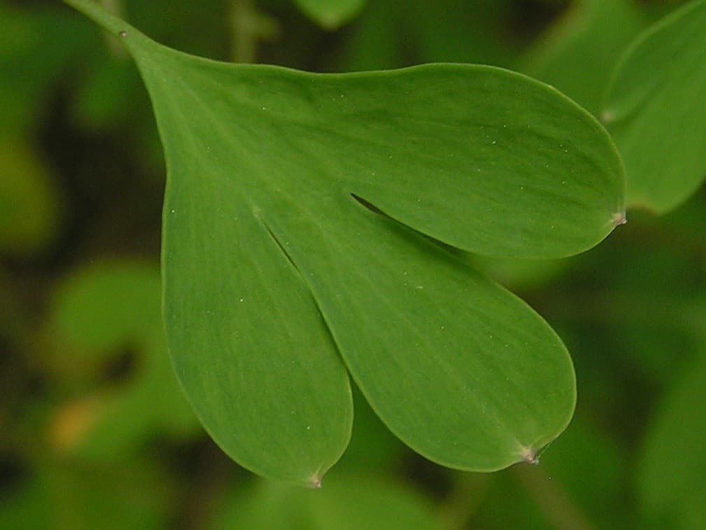 Gelber Lerchensporn Blatt