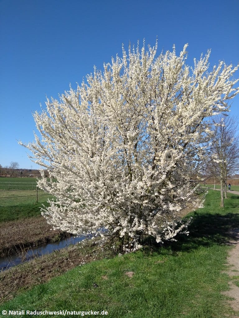 Kirschpflaume in voller Blüte am Bachufer