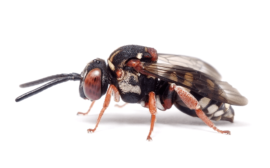 Epeolus Variegatus