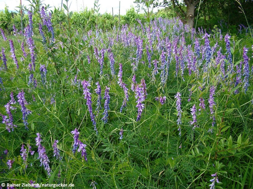 Feinblättrige Wicke in voller Blüte