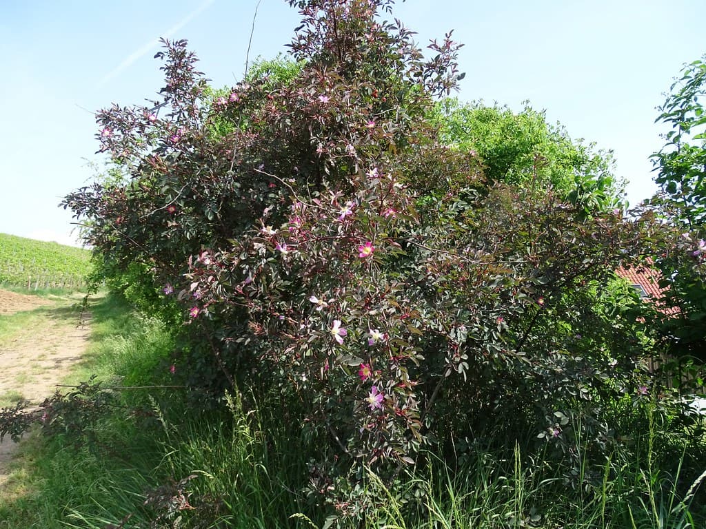 Hecht-Rose im Sommer - blühender Strauch im Garten