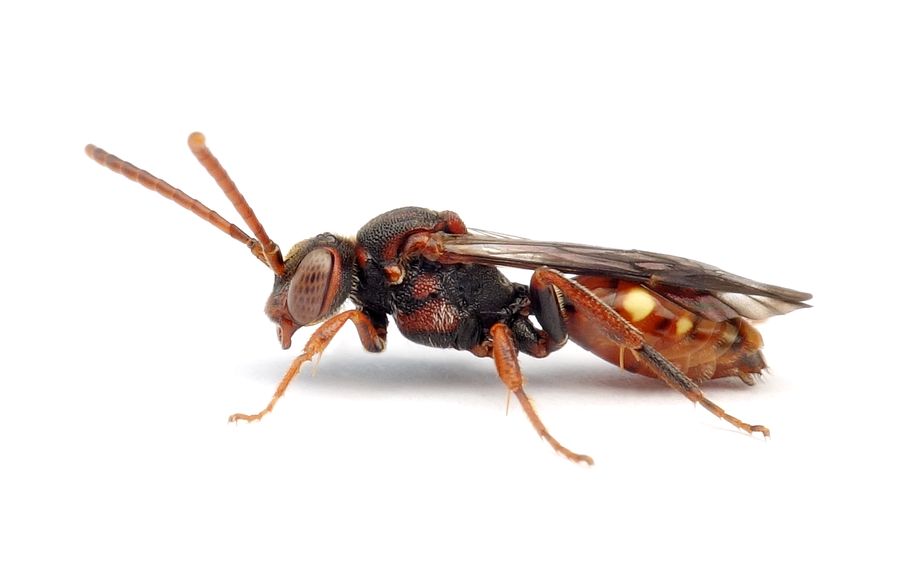 Nomada conjungens